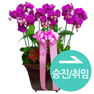 ¿ëµµº° Ä«Å×°í¸® #4